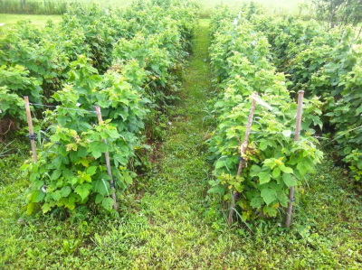 foto 33577-23
